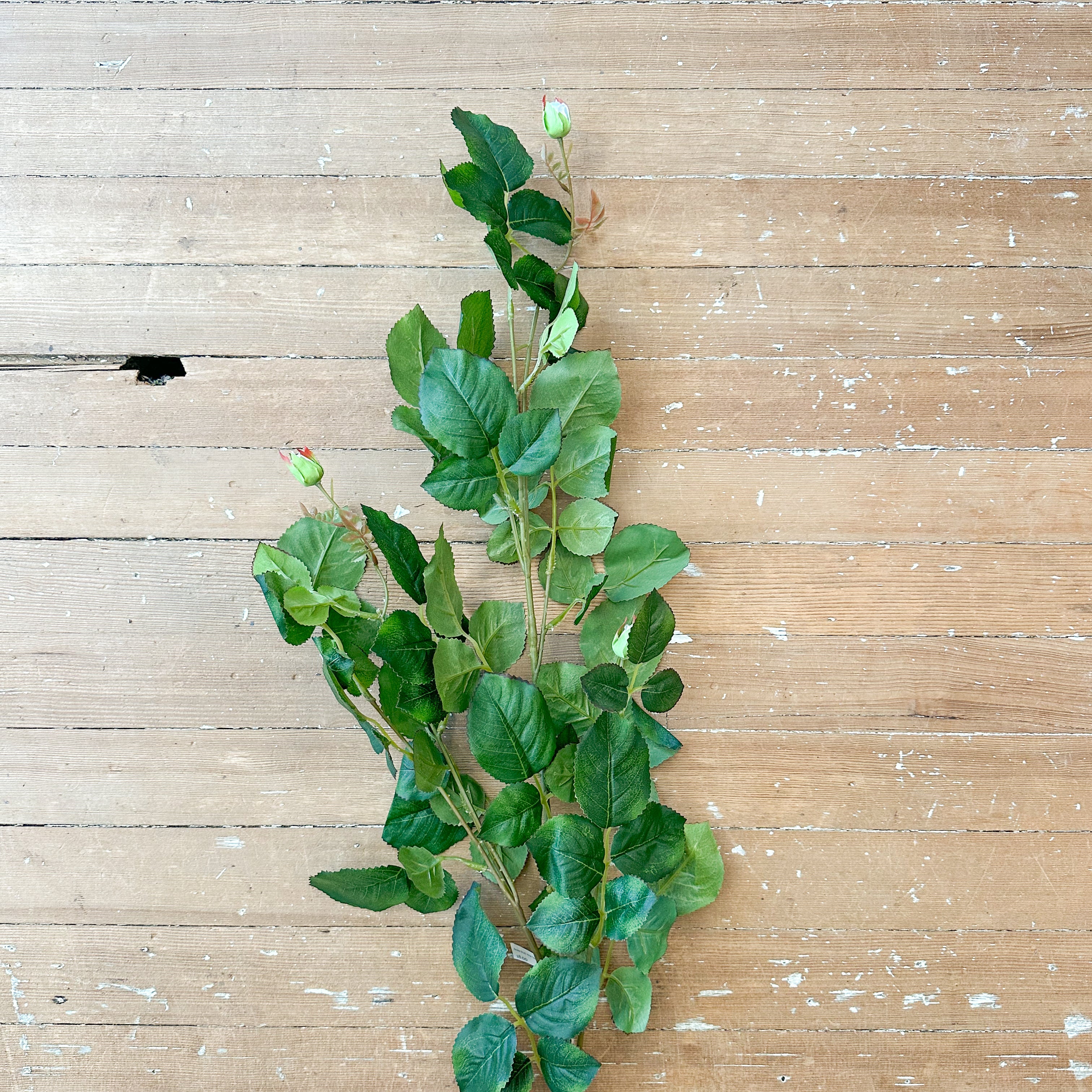 Rose Bud Vine Stem Close Up