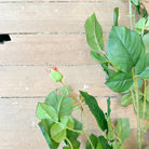 Rose Bud Vine Stem Close Up