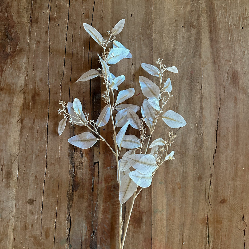 White Eucalyptus Stem