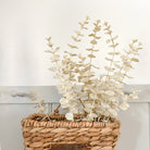 Faux Cream Eucalyptus Spray In Water Hyacinth Wall Basket