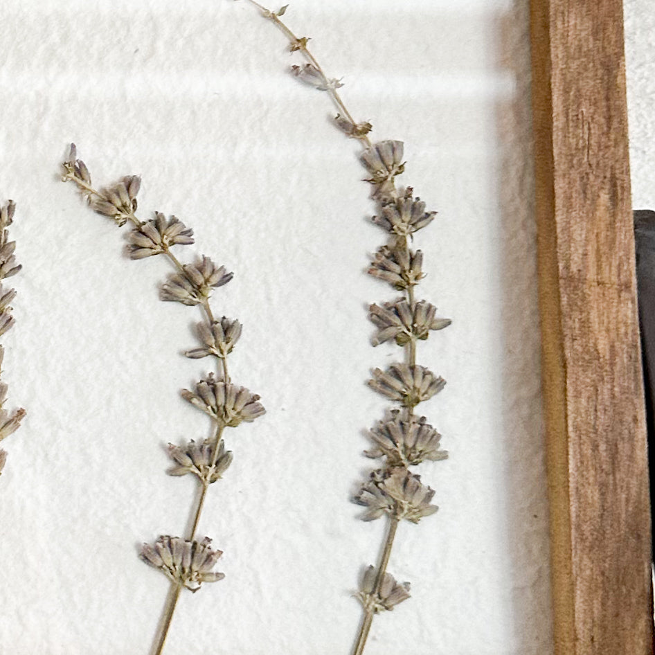 Field Of Lavender Pressed Botanical - Thumbnail 2