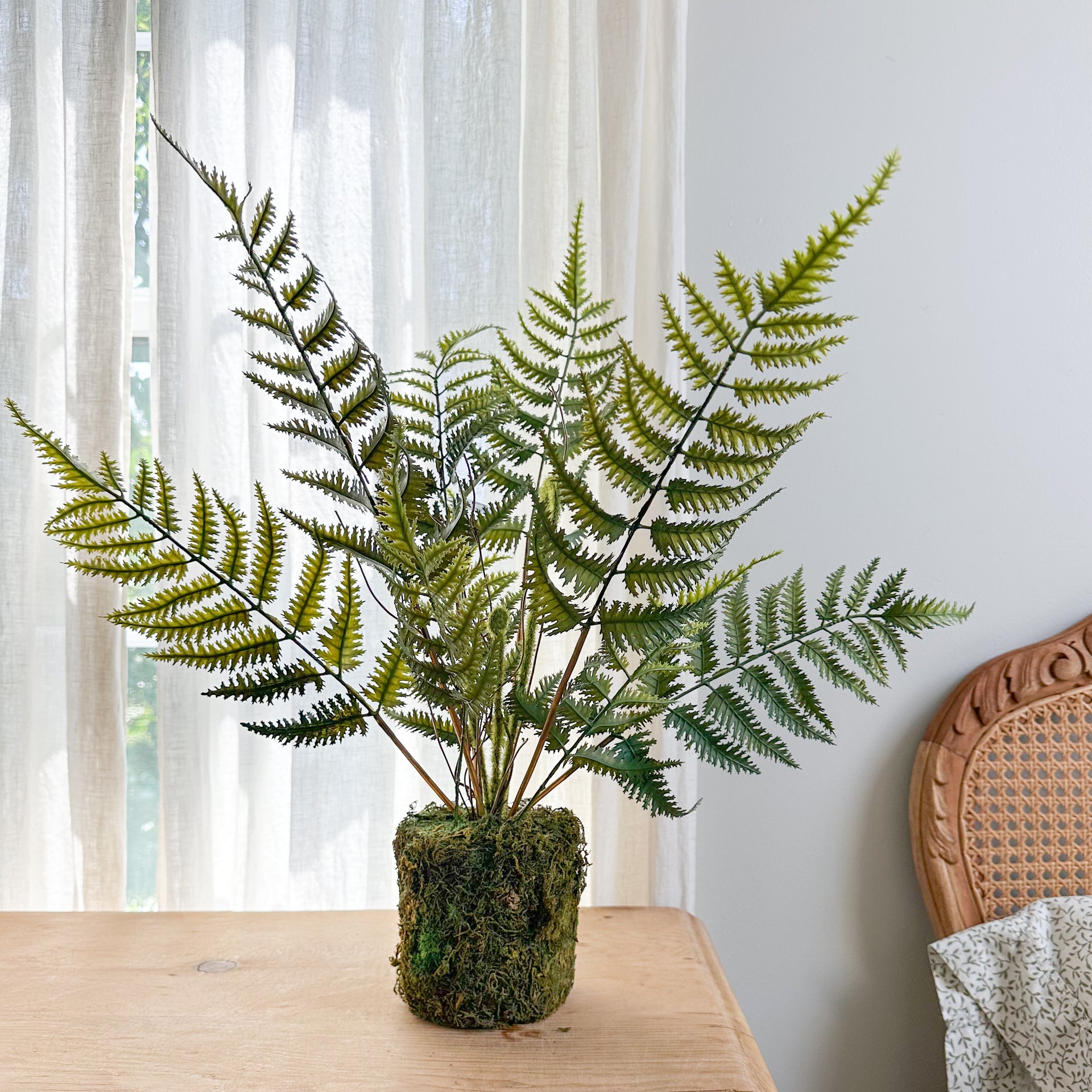 lace fern indoor plant Abundant Lace Fern Drop In – Purple Rose & Co