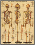 Skeletal System 1000 Piece Vintage Style Jigsaw Puzzle