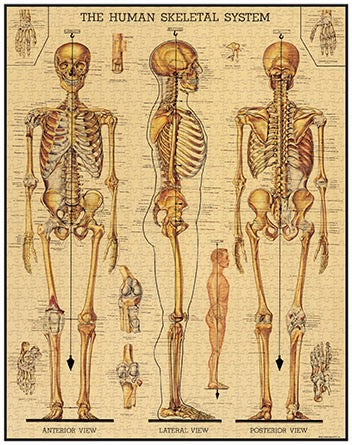 Skeletal System 1000 Piece Vintage Style Jigsaw Puzzle