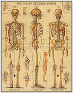 Skeletal System 1000 Piece Vintage Style Jigsaw Puzzle