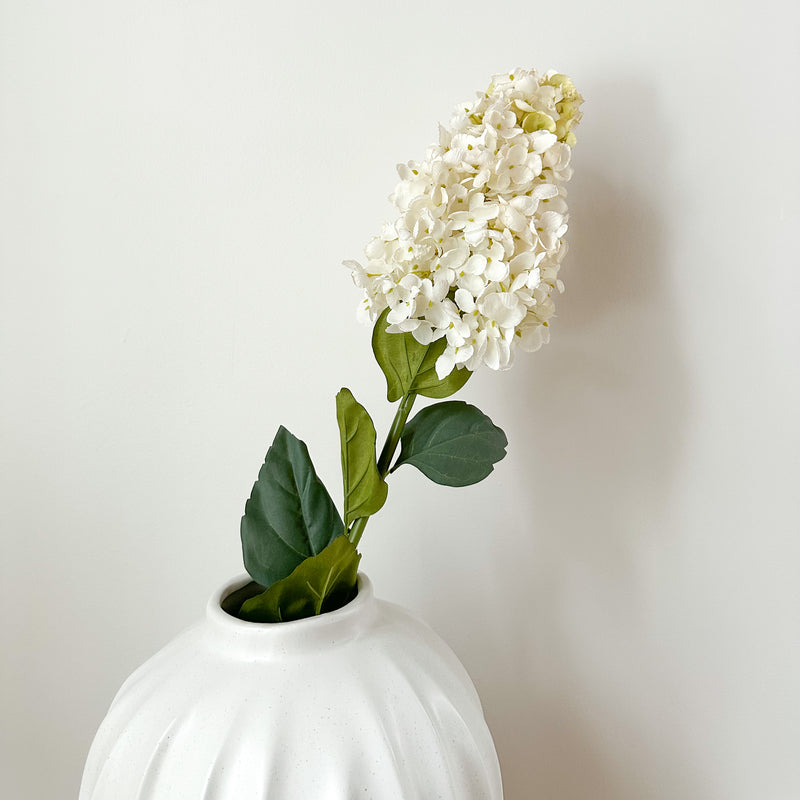 Cream Cone Hydrangea